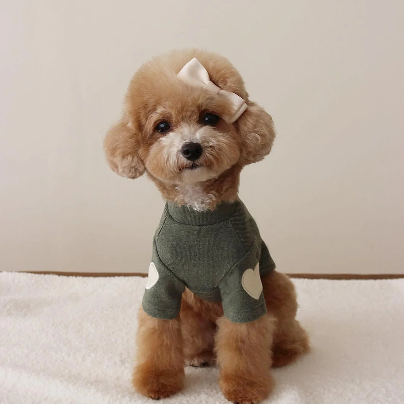 Embroidered Dog Sweater on dog